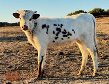 4C DOTTIEXDK HEIFER