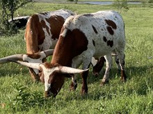 Stardom x Cut Quo Steer