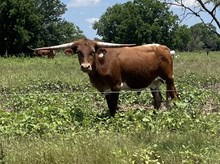 Red Moon x Cut Quo Steer