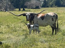 Reckon So X RR Lucky’s Boomerang 24 Bull