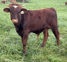 24-55 Steer