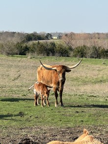 MB Venus calf