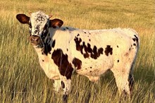 Galena stone bull calf 