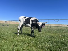 Miss Boomerang 23 Heifer