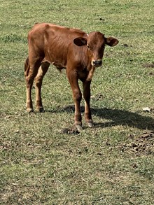 Bull Calf 1