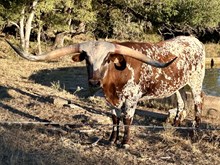 HAPPY HOUR LM steer