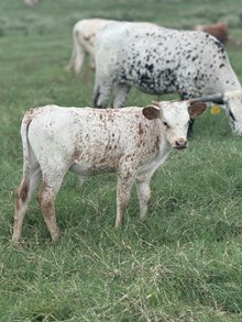 Bull calf- TCC Rose Gold X TCC Gunsmoke