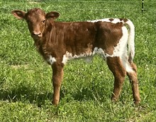 Ramblin Queen Heifer 2024