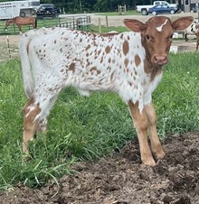 Autumn Heifer 2024