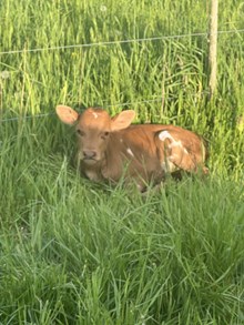 HNB Flossie Pride 2024 heifer