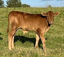 ZEUS’S CHELSEY EOT354 Bull Calf