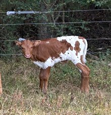 Dusty X Apache Bull Calf