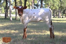 4C COVER GIRL HEIFER X HEAT SEEKER