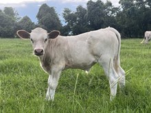 Breezy bull calf