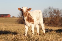 Darlin’s bull calf