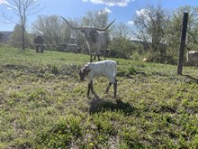 M.C. Bonnet x M.C. Rain Man (Heifer)