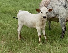 DOLLY'S HEIFER