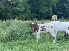 Libby Bullcalf