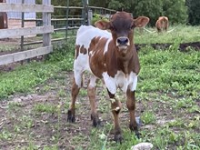 Iron Girl bullcalf