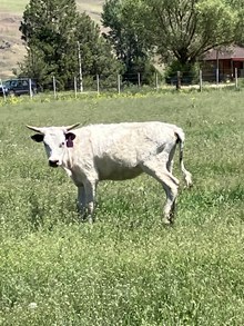 Shadow Princess 23 Heifer