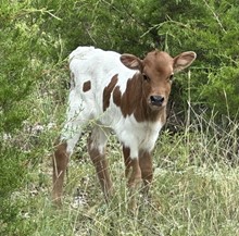 FF Moonshadow heifer 523