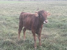 HNB Tawny 2024 Heifer 