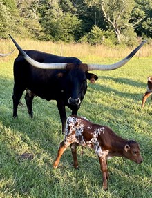 Rangers Angelina 727 X F.C. Hangin’ Aces-Bull calf