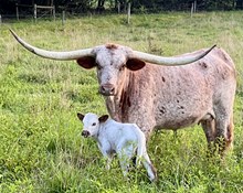 ROCK-A-BYE BETTY X F.C. Hangin’ Aces -bull calf