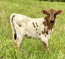 RCL Pasture Princess