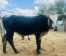 Heaven Bound Steer Calf