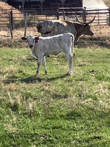 Over the Top X Rose Rebel 24 Heifer