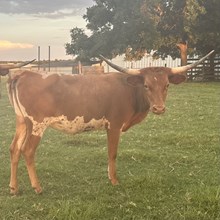 JTC Iron Avery heifer