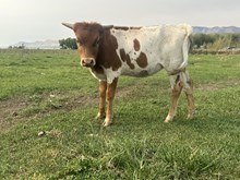 Golden Special heifer