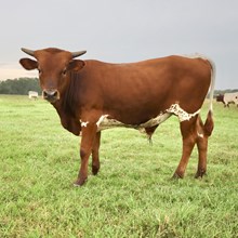 C7 Stormy x Cash on Cash RO bull calf