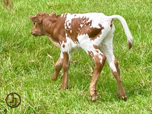 JJ Franci x PCC Game Changer bull calf