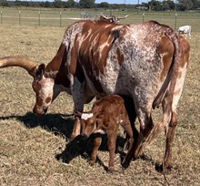 Jubilant Jaynie x Roman Crown Heifer Calf