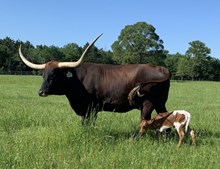 4/21/24 MARSHALL LADY HEIFER