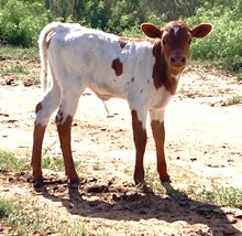 HDR Mary Jane x Fireman BCR 049 heifer