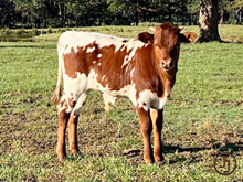 JJ Franci x PCC Game Changer bull calf