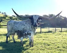 4/15/24 DIAMOND HEIFER