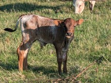 Marlboro Man x Rising Lady bull