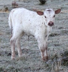 Stone Red x Raggedy Ann heifer