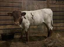 2024 HEIFER (CALAMITY JANE)