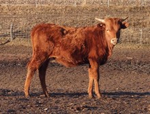 SL COWBOY GRANDE X BAYOU AMANDA TAG 410