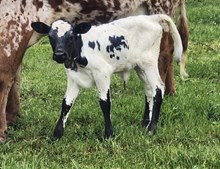 2024 GLITZY HEIFER