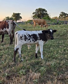 2024 CHAMPAGNE BULL CALF