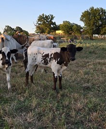 2024 GINGER BULL CALF