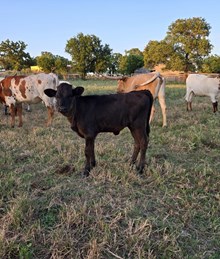 2024 PHOENIX HEIFER