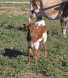 2024 APOLLO BULL CALF