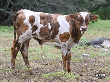 Almila x Jericho bull calf